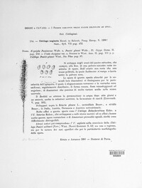 Macalpinomyces neglectus image